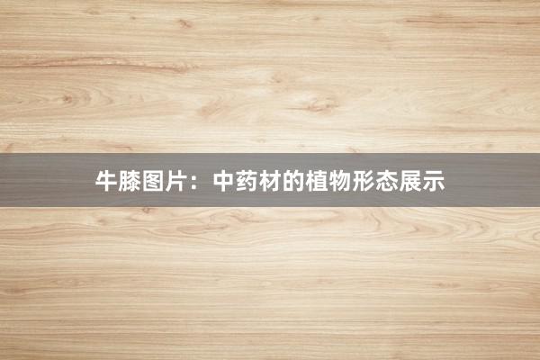 牛膝图片：中药材的植物形态展示